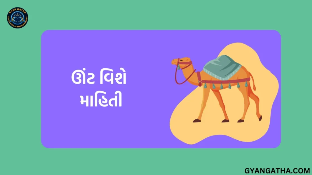 ઊંટ વિશે માહિતી