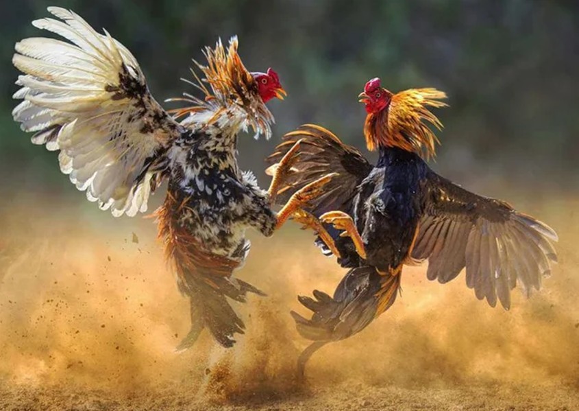 Cockfighting terminology - Summary of common terms for bettors