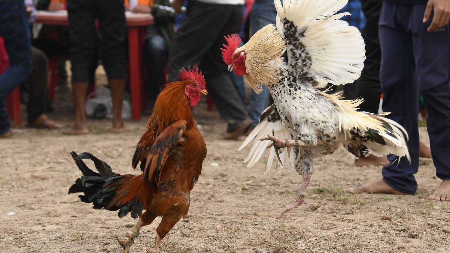 Best Fighting Cock Breeds To Enhance Performance In Arena