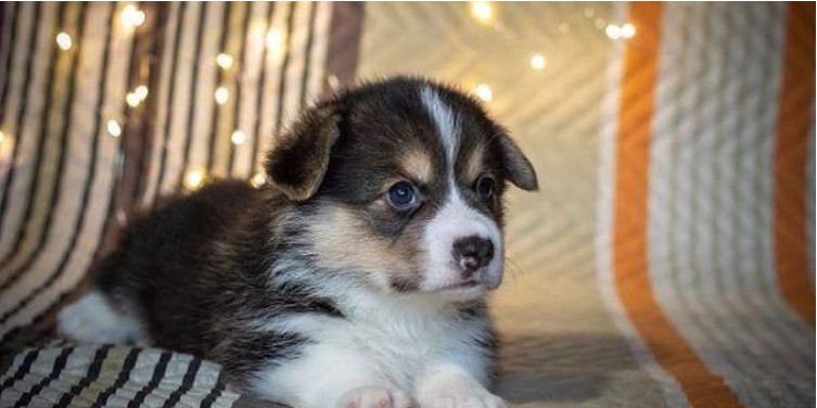 Dream interpretation of being bitten by a dog: Omen or coincidence?