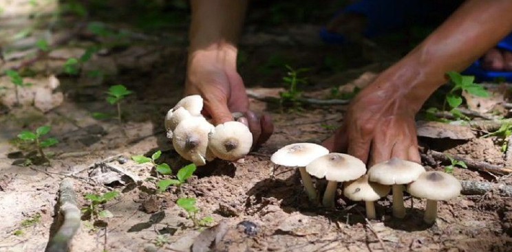 Dreaming about picking mushrooms: A lucky sign or an unfavorable omen?